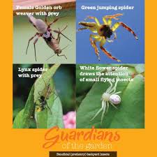 Looking for a new garden spade? Guardians Of The Garden Beneficial Predatory Backyard Insects About The Garden Magazine