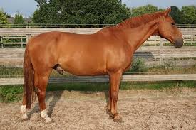 Knabstrups are an older breed than the appaloosa. Horse Breeds The Most Popular Equine Types A To Z