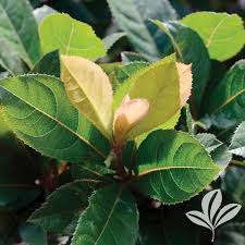 Image result for Ardisia