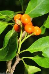 Image result for Ehretia obtusifolia