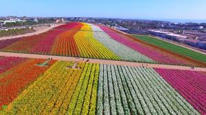 Click to view other data about this site. Beautiful Carlsbad Flower Fields California Next To Ocean Youtube