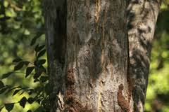 Image result for Ptaeroxylaceae