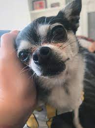 Happy birthday marbles such a smol boi all copyright goes to jenna marbles and julien solomita this storyline of jenna being a bad dog owner is the saddest thing ever. Marbles Jenna Marbles Wiki Fandom