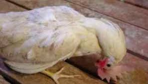 Maybe you would like to learn more about one of these? Cara Mencegah Dan Mengobati Penyakit Kuning Pada Ayam
