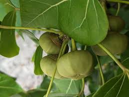 Image result for Thespesia populnea