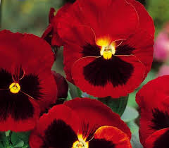 Ces vivaces rhizomateuses offrent des touffes en rosettes tapissantes. Graines De Pensee Des Jardins Suisse Alpenglow Viola Wittrockiana