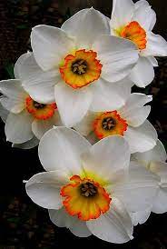 Narcissus Tazetta Art Print Tattoo S Birth Flowers Narcissus Flower Daffodils