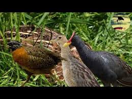 Suara Pikat Ayam Ayaman Puyuh Hutan Youtube