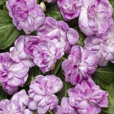 Image result for Impatiens sylvicola