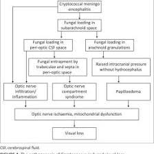 Pathophysiology Of Aids Flow Chart Www Bedowntowndaytona Com