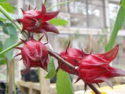 For example, it is said that the cactus species, known as prickly pears, prickly figs or. The Benefit Of Rosella Plant Steemit