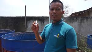 Berapa Hari Air Kolam Lele Terpal Harus Di Ganti Youtube