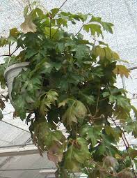 Image result for Rhoicissus