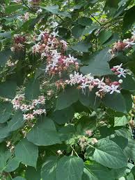 Image result for Clerodendrum
