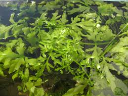 Image result for Ceratopteris