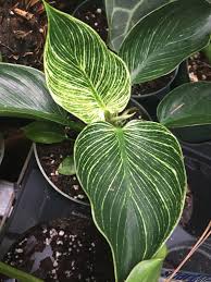 Philodendron Birkin Ebay Dec19 In 2020 Philodendron Plant Leaves Plants