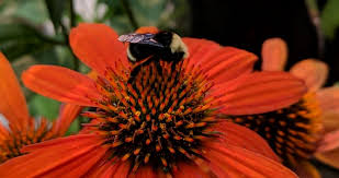 They are a favorite of the blue orchard mason bee, honey bees and other spring time bees. Plants To Entice Bees To Your Garden Russell Nursery