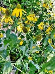 Image result for Rudbeckia laciniata