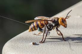 Beekeepers have reported piles of dead bees with their heads ripped. Washington State Discovers First Murder Hornet Nest In Us