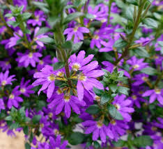 Image result for Scaevola