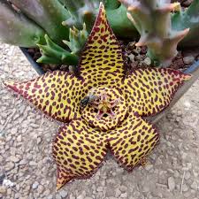 Image result for Orbea carnosa