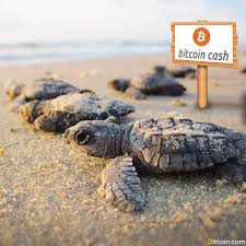 Yet those days are long gone. Bitcoin Cash Thrives During Its First Two Weeks Of Life Technology Bitcoin News