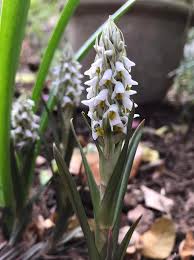 Image result for Zeuxine