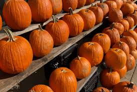 Free printable halloween pumpkin coloring page that can be a fun activity to share with kids for halloween celebration. Halloween Pumpkins Edible Mental Floss