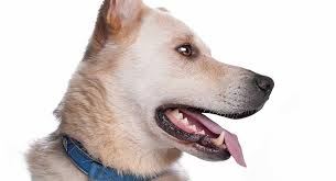 Like their husky parents, many of these hybrids will have heterochromia or two eyes of different colors. Golden Retriever Husky Mix A Loyal And Loving Companion