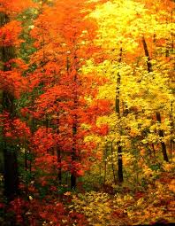 Although i did not get married in the fall, i also happen to think that fall weddings are particularly romantic. Free Cross Stitch Pattern Forest In Autumn Cross Stitch Landscape Cross Stitch Cross Stitch Patterns Free