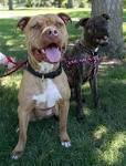 - Arizona Pit Bull Rescue - ADOPTIONS - Rescue Me!