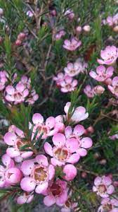Geraldton Wax Cape Garden Plants Garden Center Flower Farm