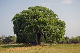 Image result for Adansonia digitata