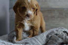 Ericas doodles breeds mini, medium and standard australian labradoodles and goldendoodles in illinois. Medium Mini Petite Goldendoodle Puppies For Sale In Iowa Illinois And Wisconsin See My Website Www Be Goldendoodle Breeders Golden Doodle Dog Goldendoodle