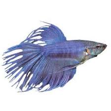 Crowntail Betta Fish Live Pet Petsmart Pet Fish Betta Fish Betta