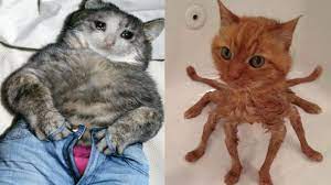 Best Cat Memes Compilation Of 2020 2021 Part 50 Funny Cats Youtube