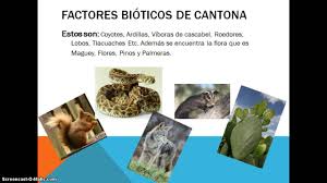 Ejemplos de factores bióticos y cómo se relacionan con los abióticos. Factores Bioticos Y Abioticos De Cantona 1c Equ 1 Youtube
