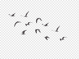 A flock of birds flying symbol. Of Gray Flying Birds Bird Flight Flock Birds Animals Fauna Flight Png Birds Flying Bird Silhouette Hummingbird Illustration