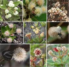 742 sunset dr lawrence, ks 66044 abd. Floral Biology Of The Cunoniaceae In New Caledonia And The Role Of Insects Birds And Geckos As Potential Pollinators Springerlink