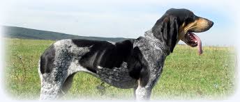 Image result for malý modrý gaskoňský honič