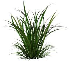 You can release the citronella oil from the plant by crushing the leaves, but even then, you need a significant quantity of citronella oil to discourage insects. Bulk Citronella Oil Citronella Oil Wholesale