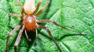 Image result for yellow sac spider bite skin