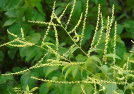 Image result for Gouania tiliifolia