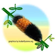 Image result for wooly bears