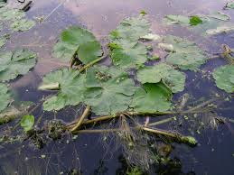 Image result for Hydrocotyle ranunculoides