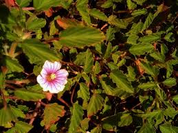 Image result for Monsonia senegalensis