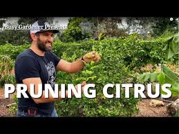 Pruning, aside from sprout removal, is discouraged after may. Don T Prune Your Citrus Trees Like You Do Your Deciduous Fruit Trees How To Prune Citrus Youtube