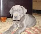 Great Dane Puppy for sale by owner - Puppies for Sale Near Me