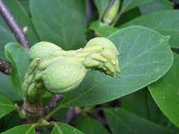 Japanese Magnolia Seed Pod In The Making How Odd Japanese Magnolia Plant Leaves Parts Of A Plant