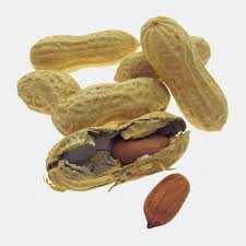 Image result for Arachis hypogaea